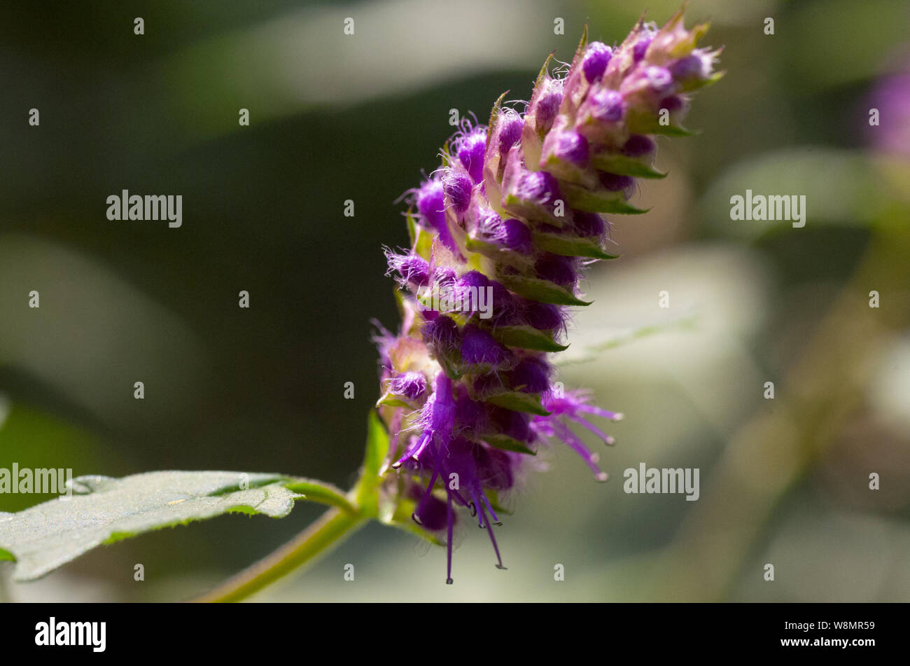 blossom of violet flower Ajuga multiflora Stock Photo