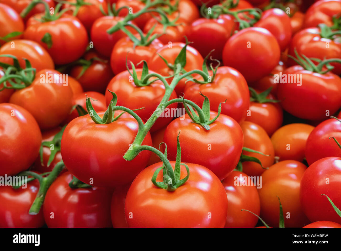 Fresh ripe tomatoes on farmers market close-up Stock Photo
