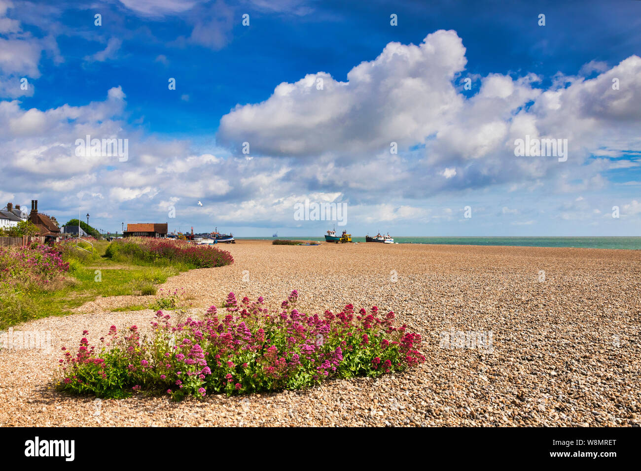 16 June 2019: Aldeburgh, Suffolk, UK - The beach, covered in shingle, and wildflowers, on a beautiful summer day, blue sky and white clouds. Stock Photo