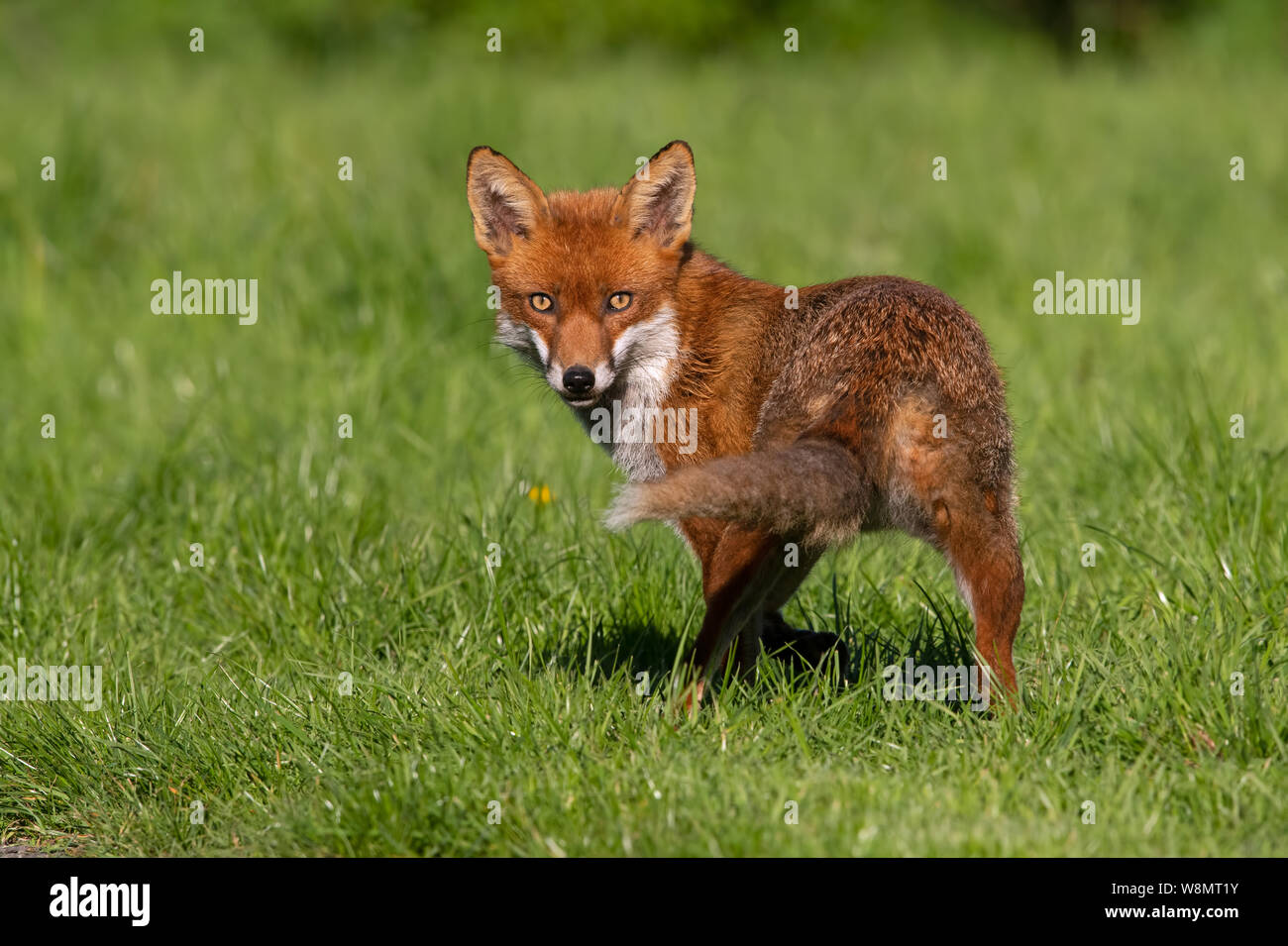 Red Fox (Vulpes vulpes) in summer meadow Stock Photo