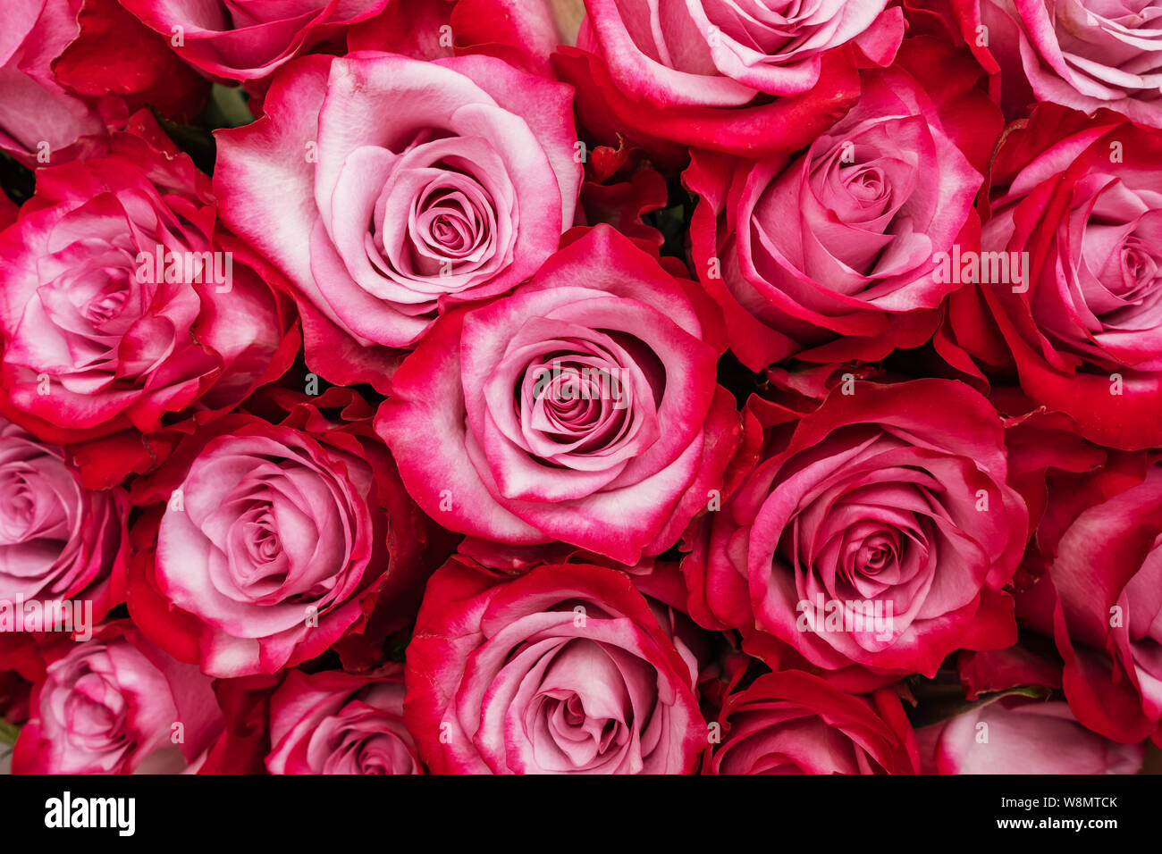 Beautiful pink red roses closeup background Stock Photo Alamy