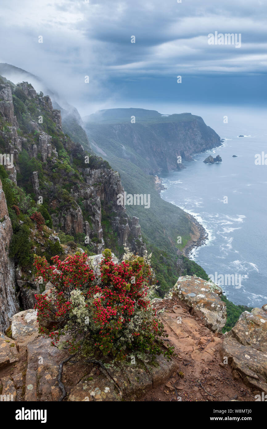 View over cliffs of Cape Raoul in mist with red-berry-bush in foreground, Tasmania Australia Stock Photo