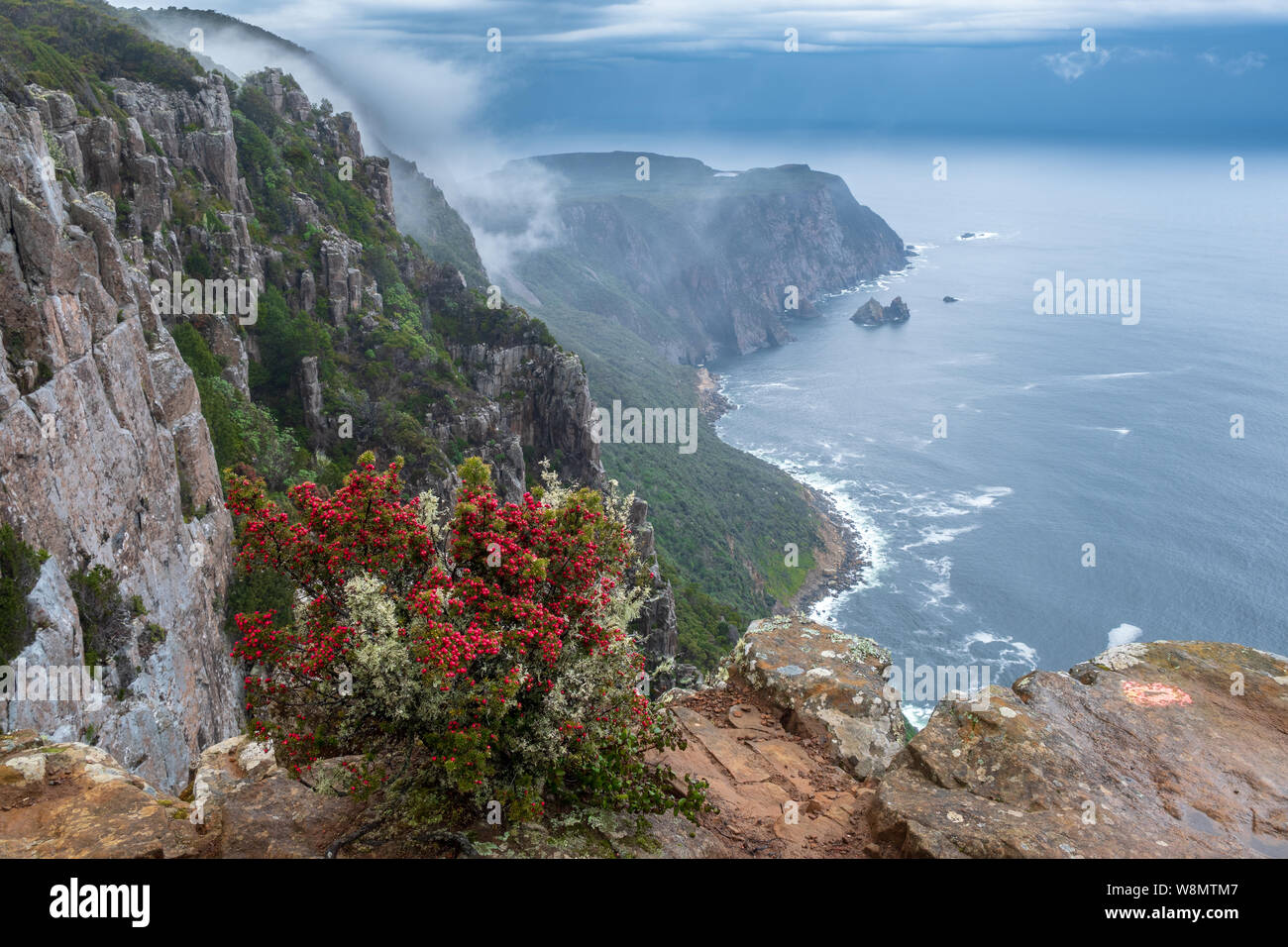 View over cliffs of Cape Raoul in mist with red-berry-bush in foreground, Tasmania Australia Stock Photo