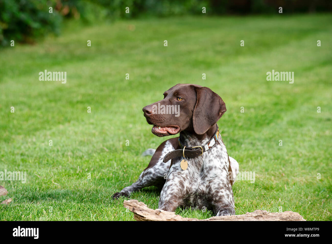 undocked german shorthaired pointer