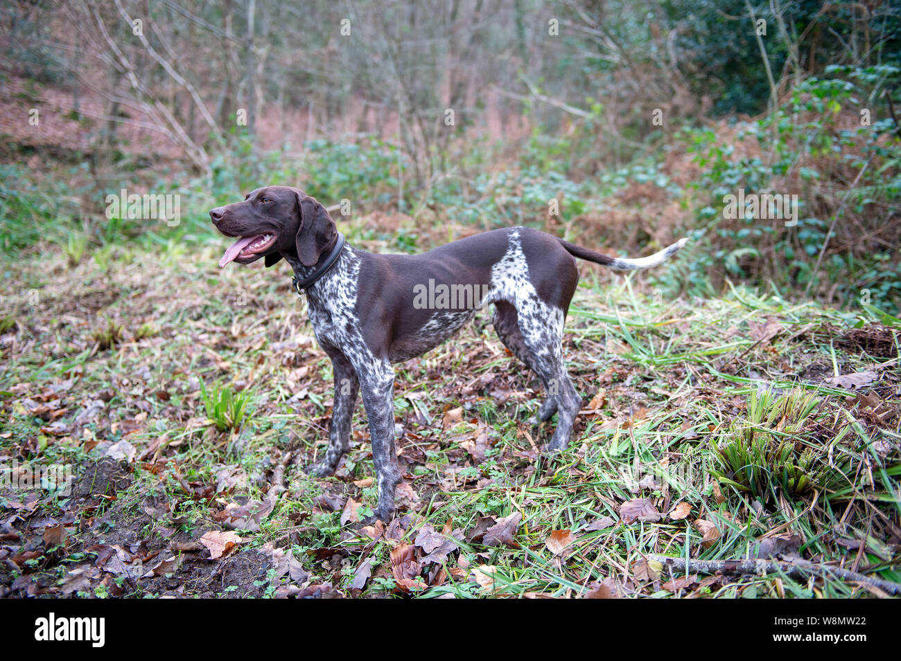 German Short-haired Pointer Stock Photo - Alamy