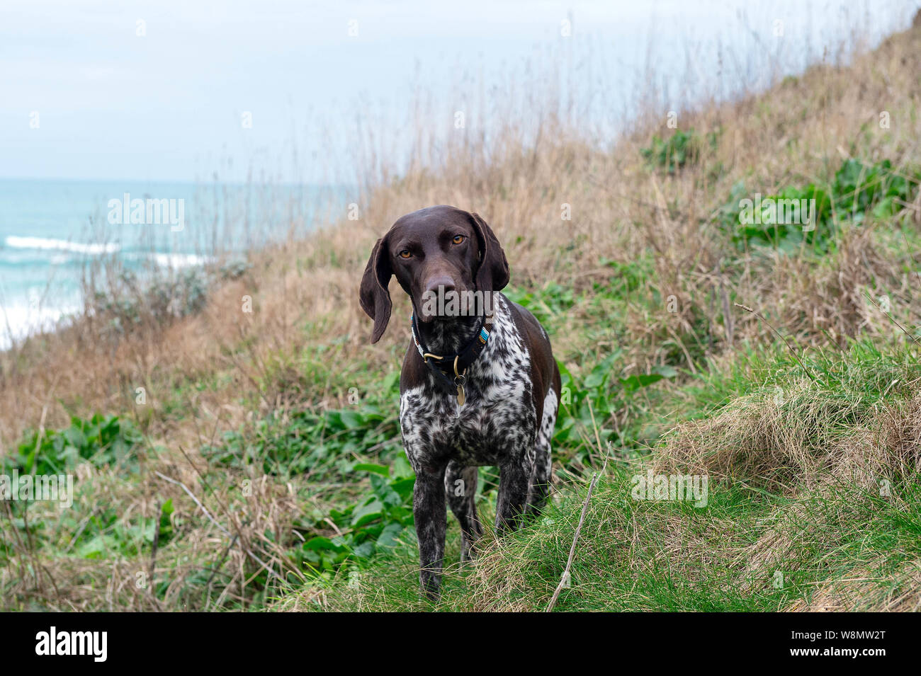 undocked german shorthaired pointer