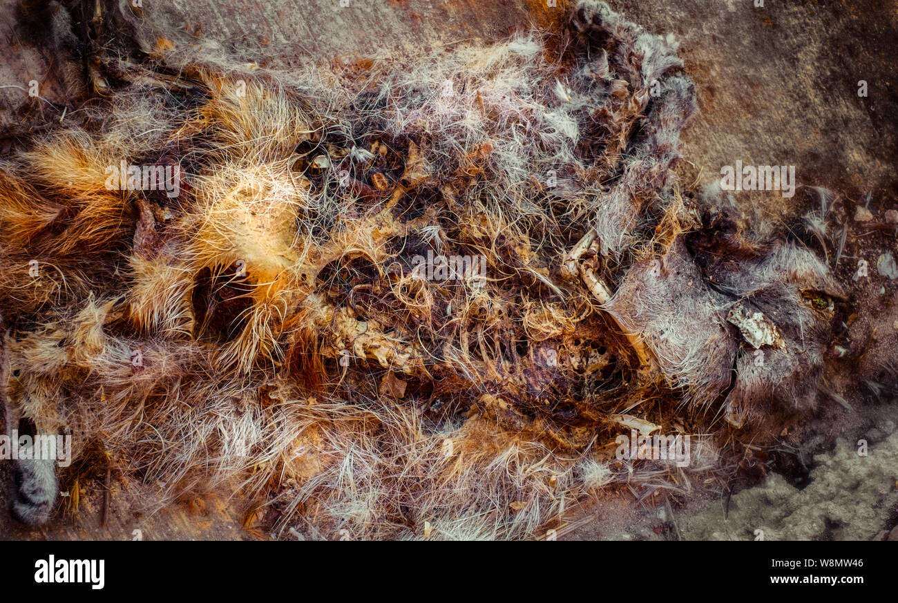 carcass of domestic cat Stock Photo Alamy