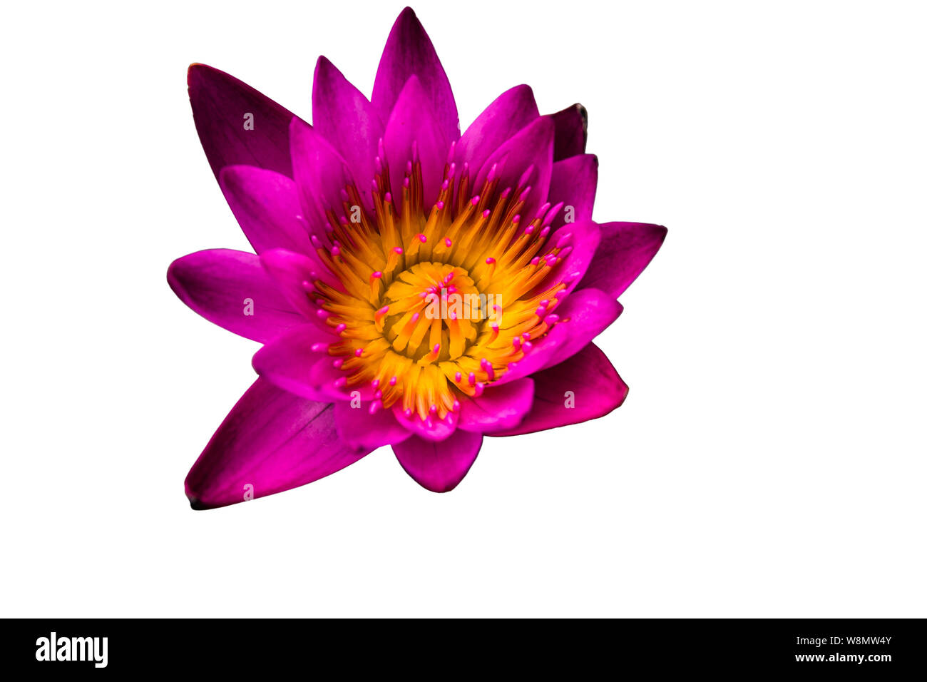 Side view, Closeup pink lotus flowers small bloom Stock Photo Alamy