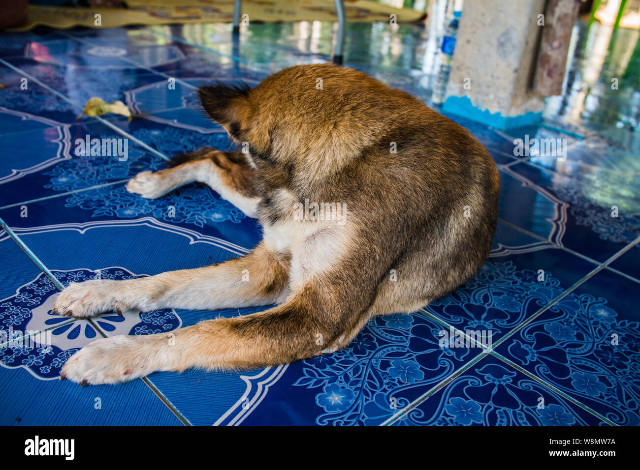 Side of dog look back and lying on floor Stock Photo Alamy