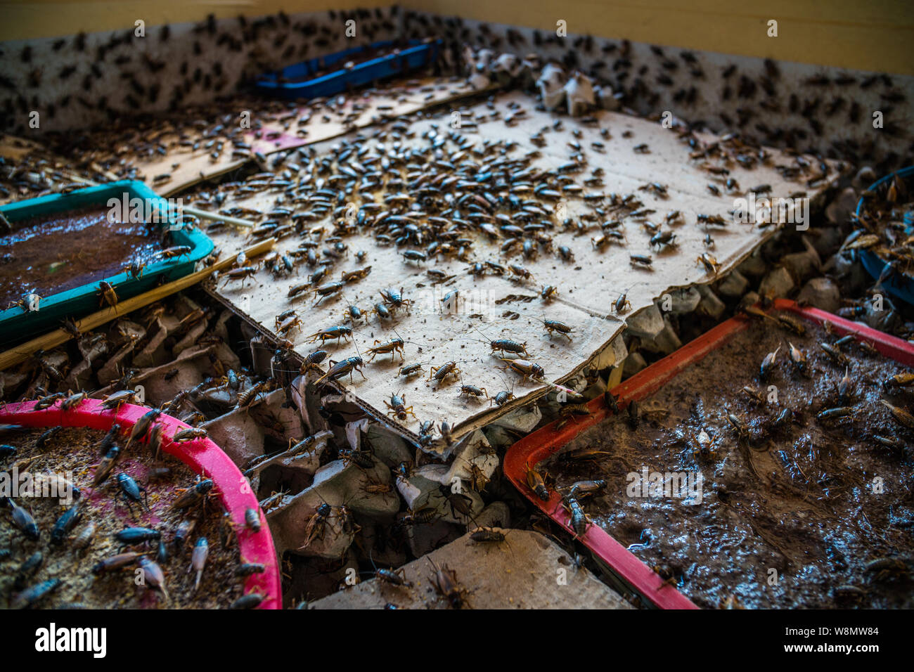 Crickets in farm, For consumption as food and used as animal feed Stock