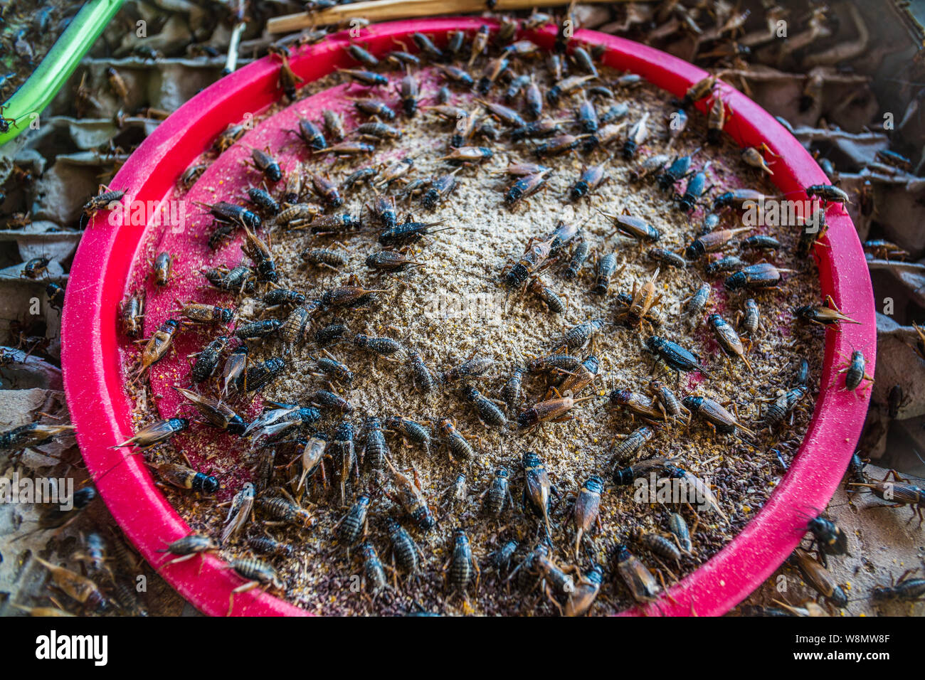 Crickets in farm, For consumption as food And used as animal feed Stock