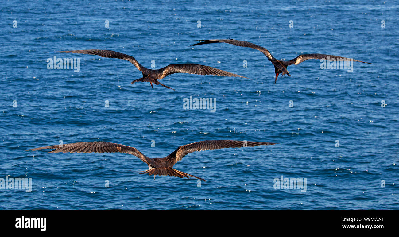 Frigate birds on Pacific ocean Stock Photo