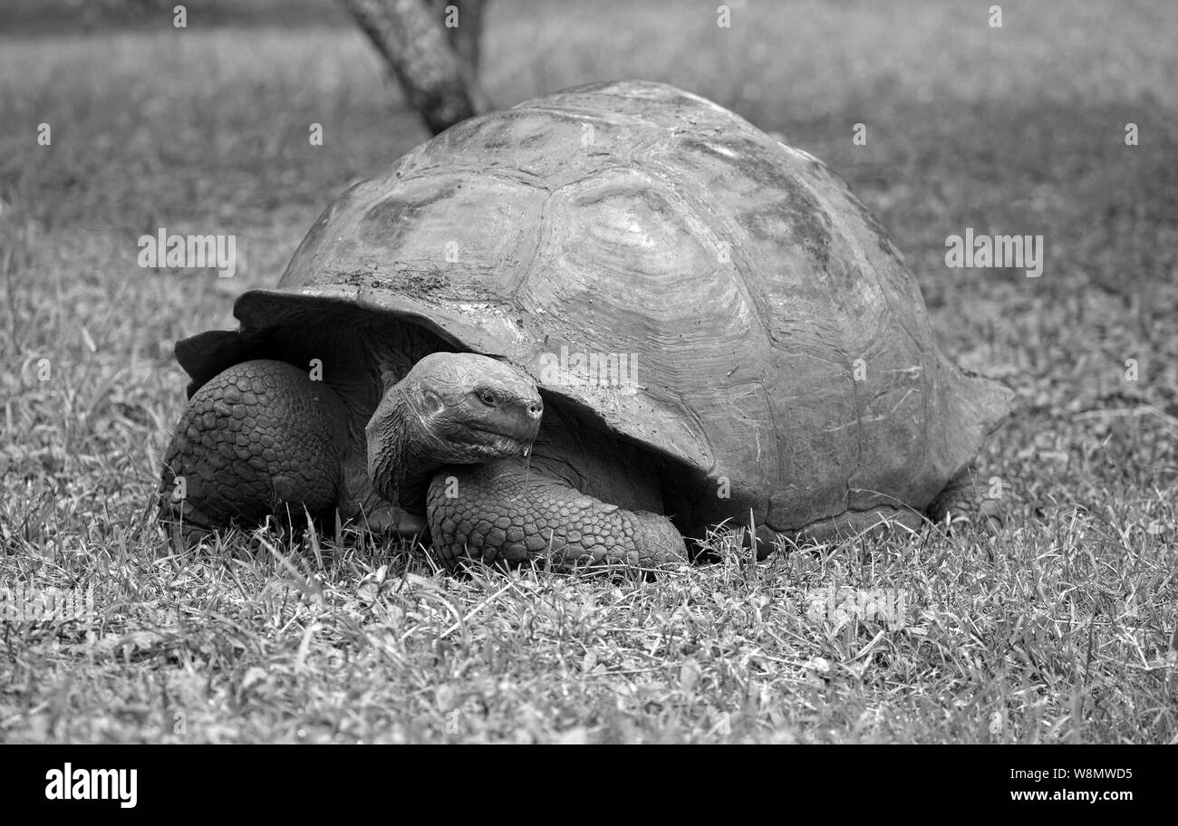 Galapagos islands giant tortoise closeup Stock Photo