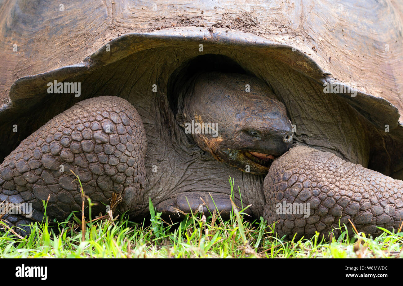 Galapagos islands giant tortoise closeup Stock Photo