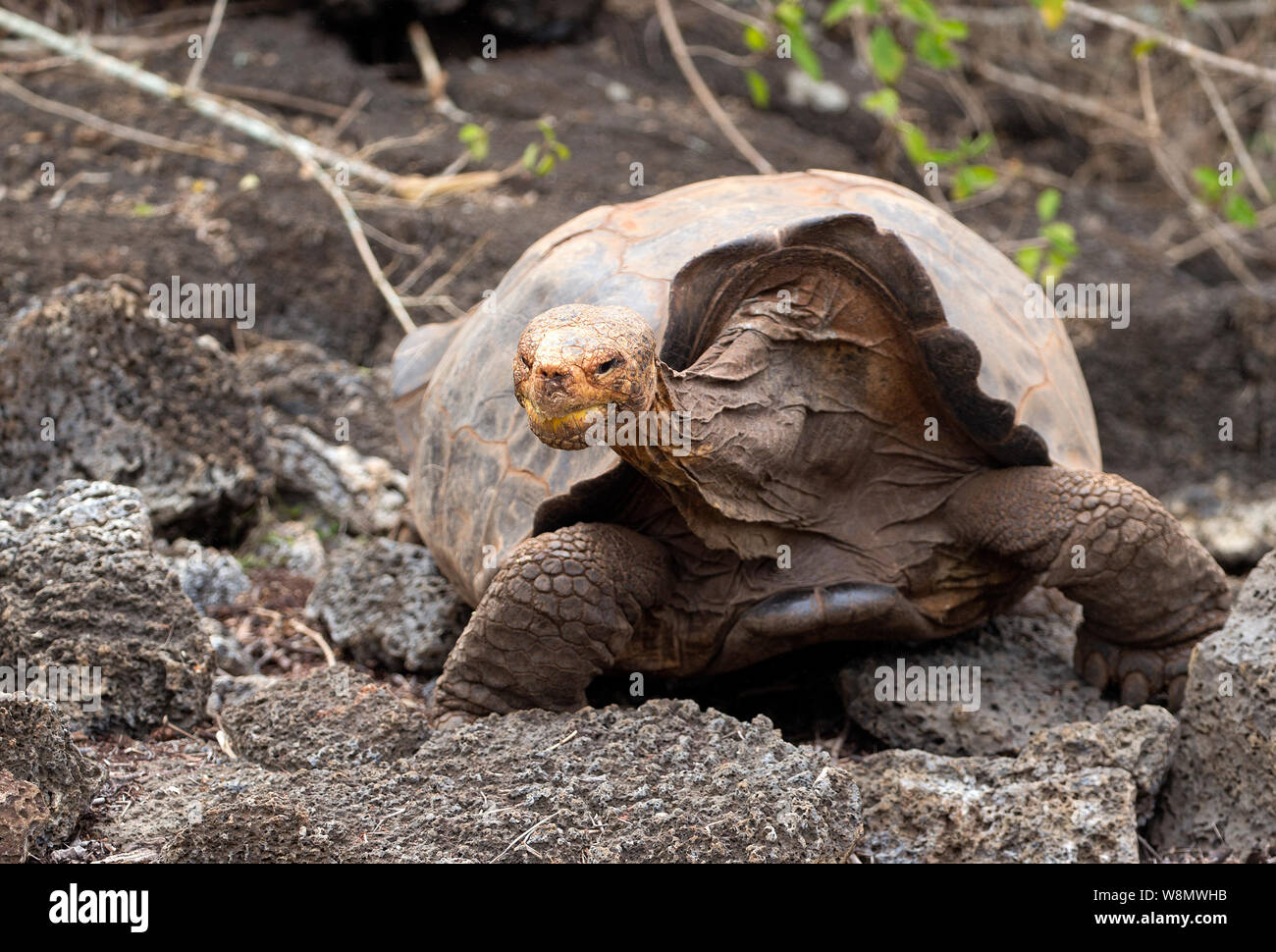 Diego the famous Tortoise of isla Santa Cruz, Ecuador Stock Photo