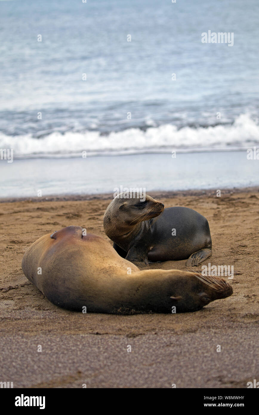 Galapagos sea lions taken on the beach Stock Photo