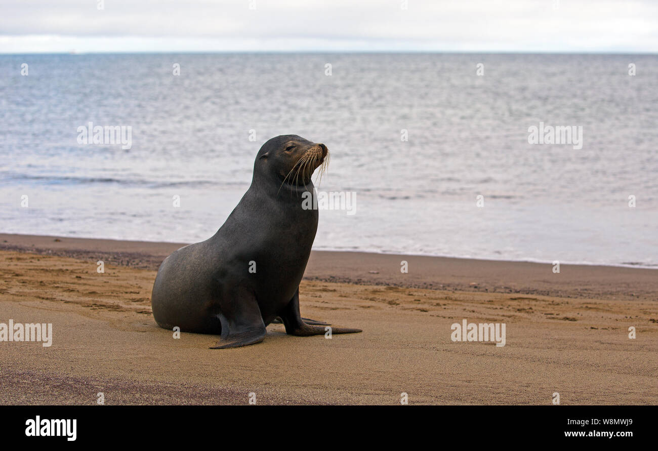 Galapagos sea lions taken on the beach Stock Photo