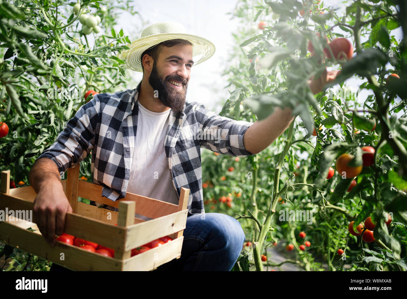 Organic farmer checking his tomatoes in a hothouse Stock Photo