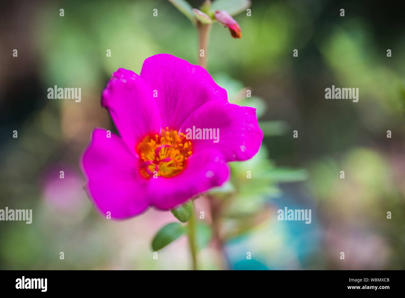 Purple Portulaca High Resolution Stock Photography And Images Alamy