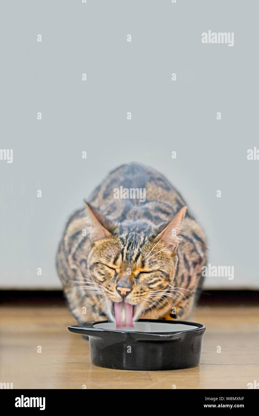 Hungry tabby cat sticking out tongue next to a food dish. Stock Photo