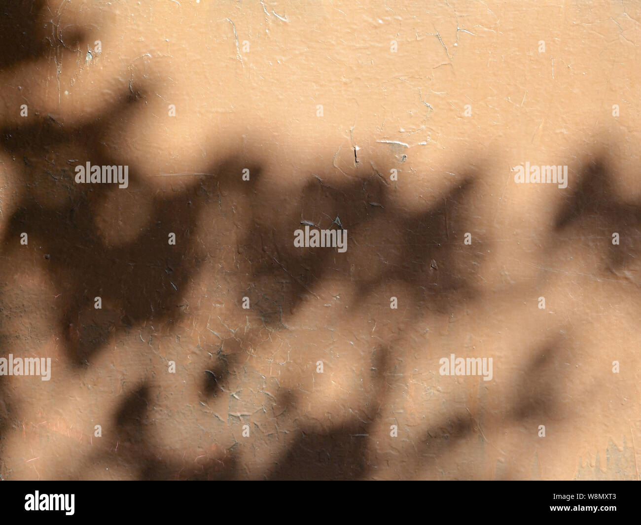 Solar glare and shadows on the wall from the leaves. Stock Photo