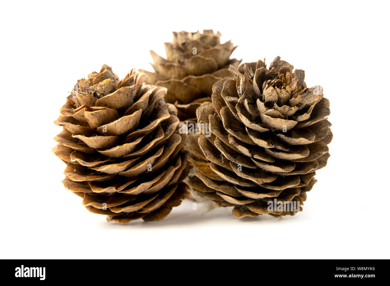 Conifer cone on a white background Stock Photo