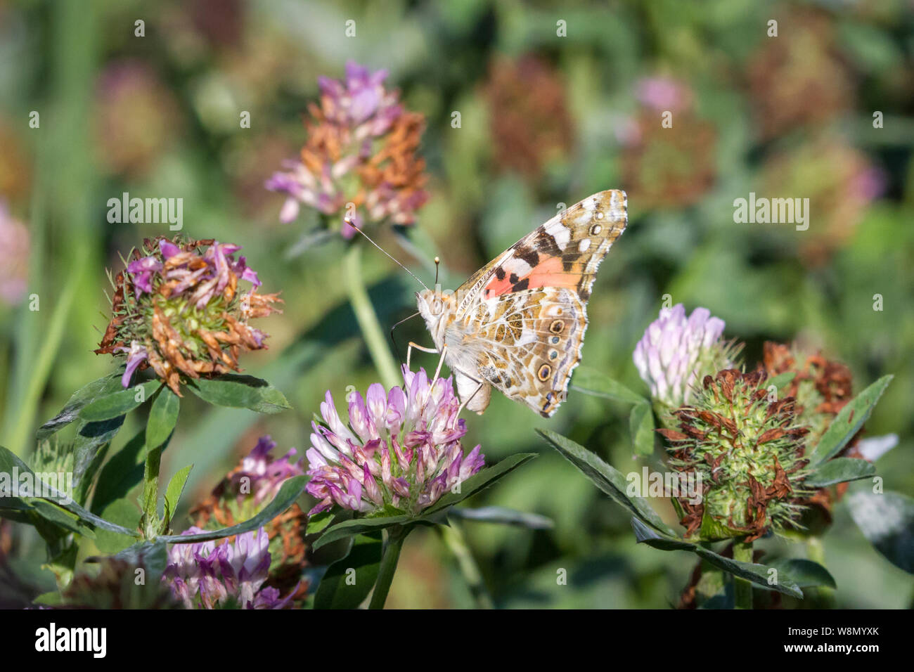 Lepidoptera Vanessa cardui (painted lady butterfly / Schmetterling ...