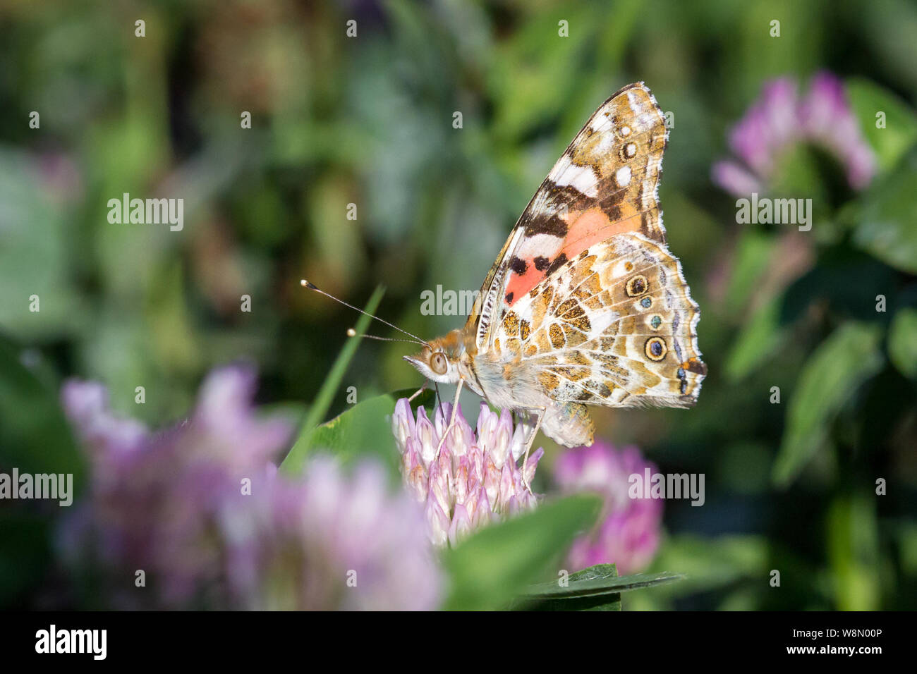 Lepidoptera Vanessa cardui (painted lady butterfly / Schmetterling Distelfalter) Stock Photo