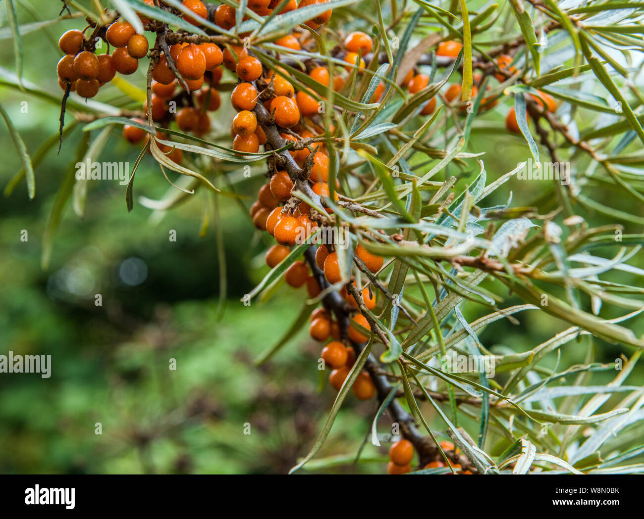 Sea Buckthorn shrub at East Aberthaw Nature Reserve in the Vale of Glamorgan South Wales Stock Photo