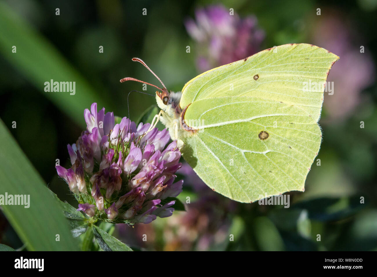 Yellow butterfly brimstone hires stock photography and images Alamy