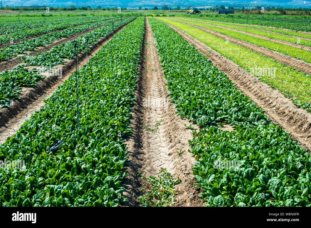 Spinach farm. Organic spinach leaves on the field. Agriculture bio