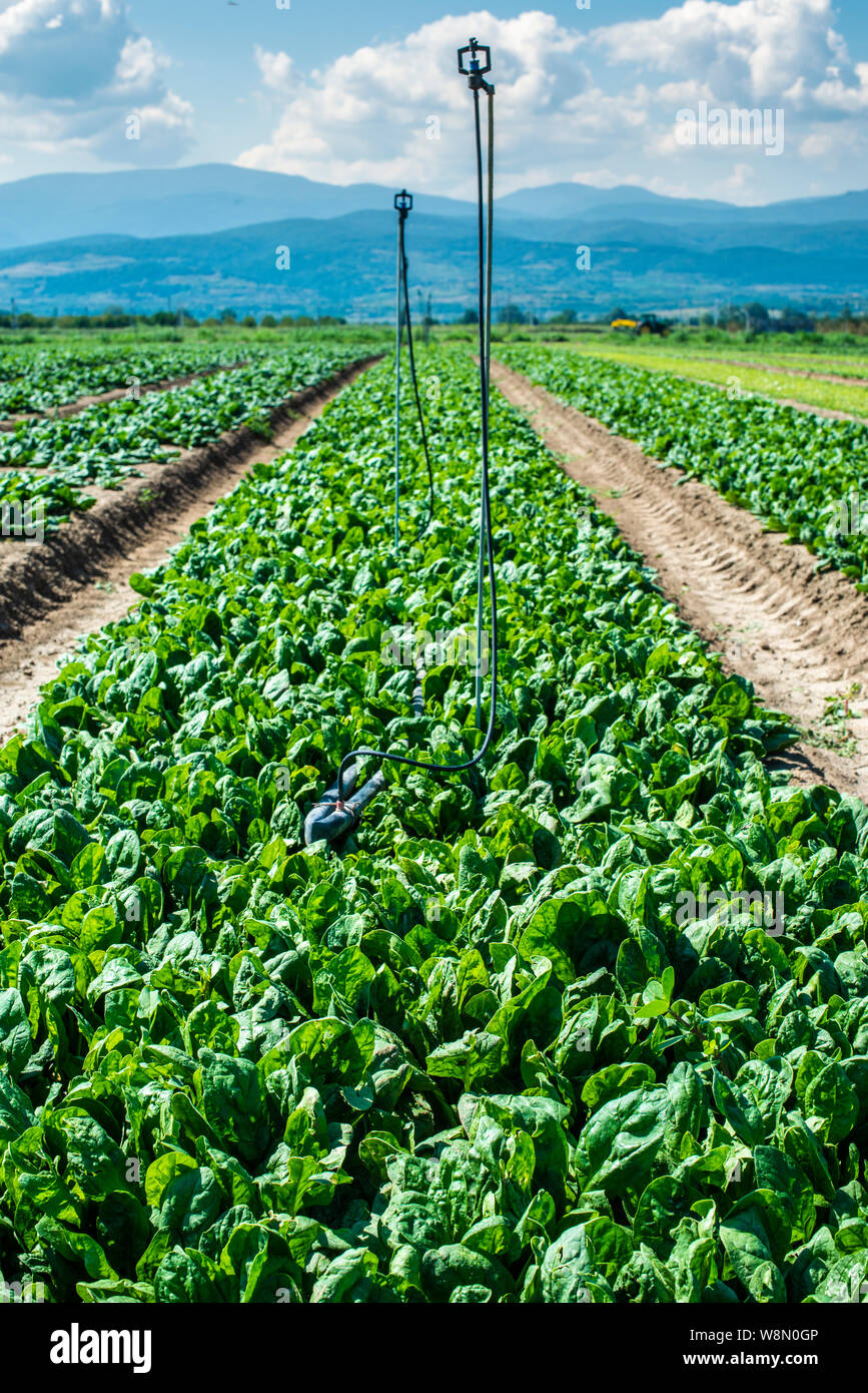 Spinach farm. Organic spinach leaves on the field. Agriculture bio