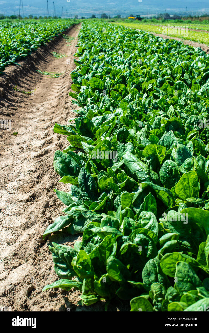Spinach farm. Organic spinach leaves on the field. Agriculture bio