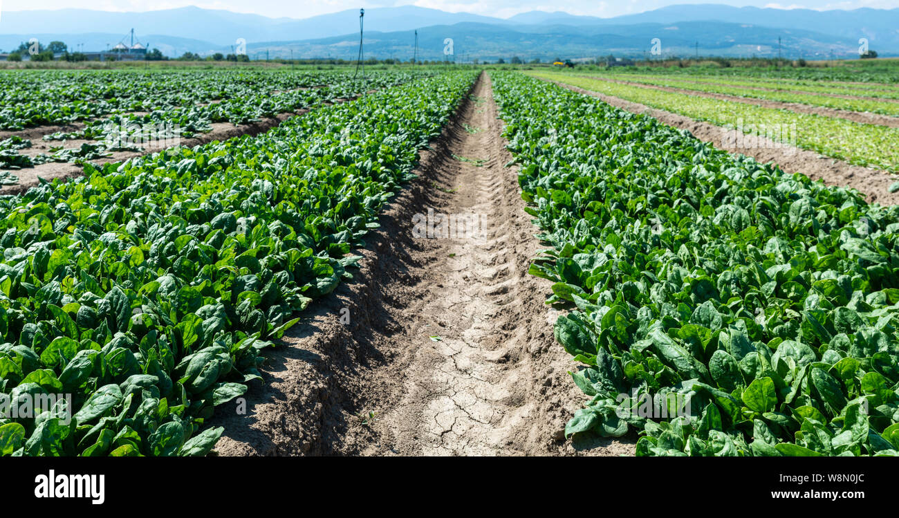 Spinach farm. Organic spinach leaves on the field. Agriculture bio