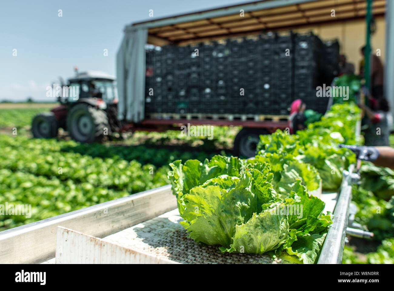 Tractor with production line for harvest lettuce automatically. Lettuce