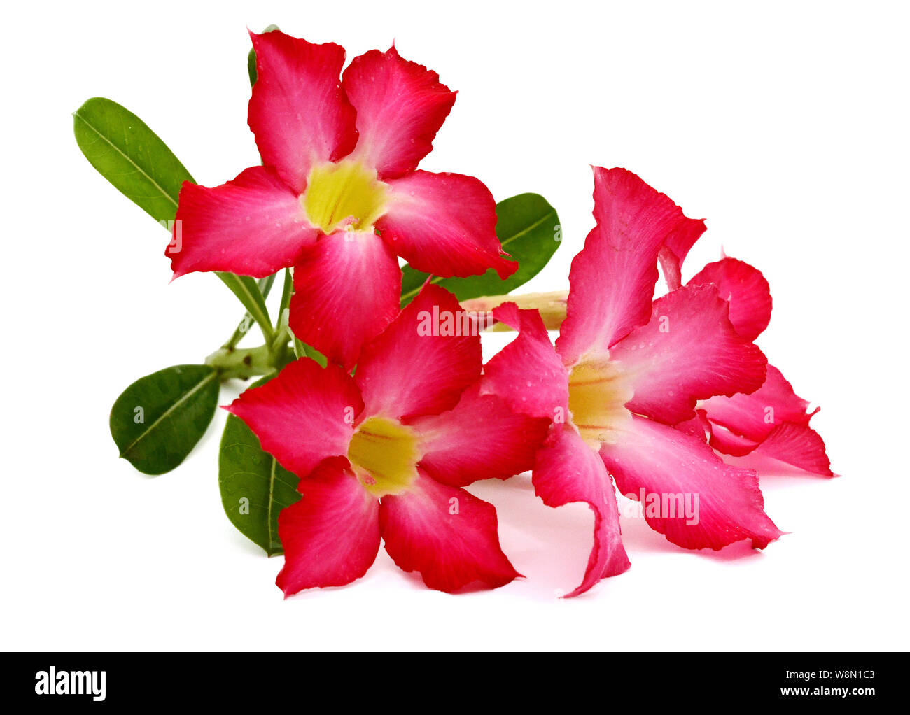 Desert rose isolated on white background Stock Photo - Alamy
