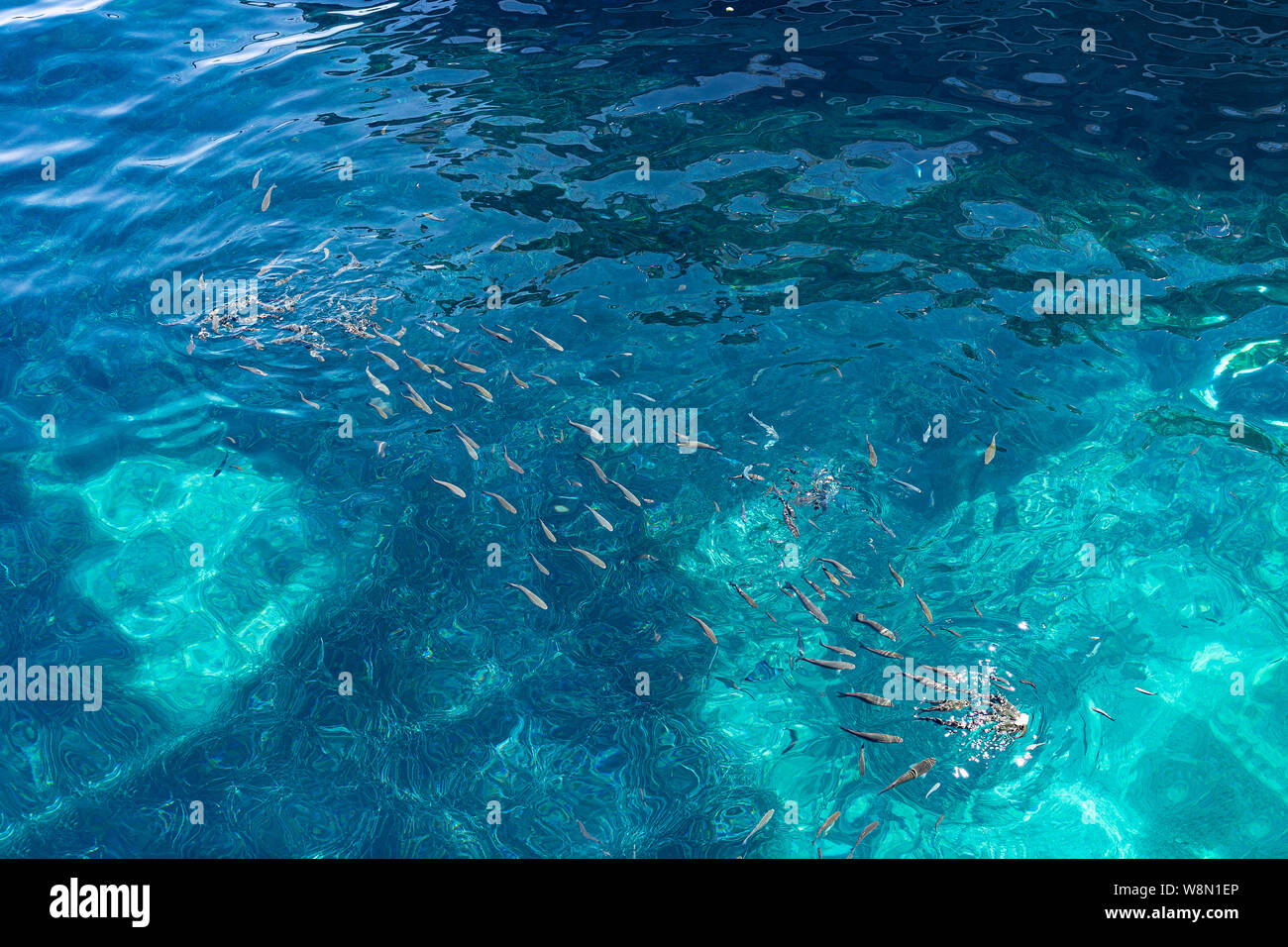 Group of fish eating food in the sea view on the boat Stock Photo - Alamy