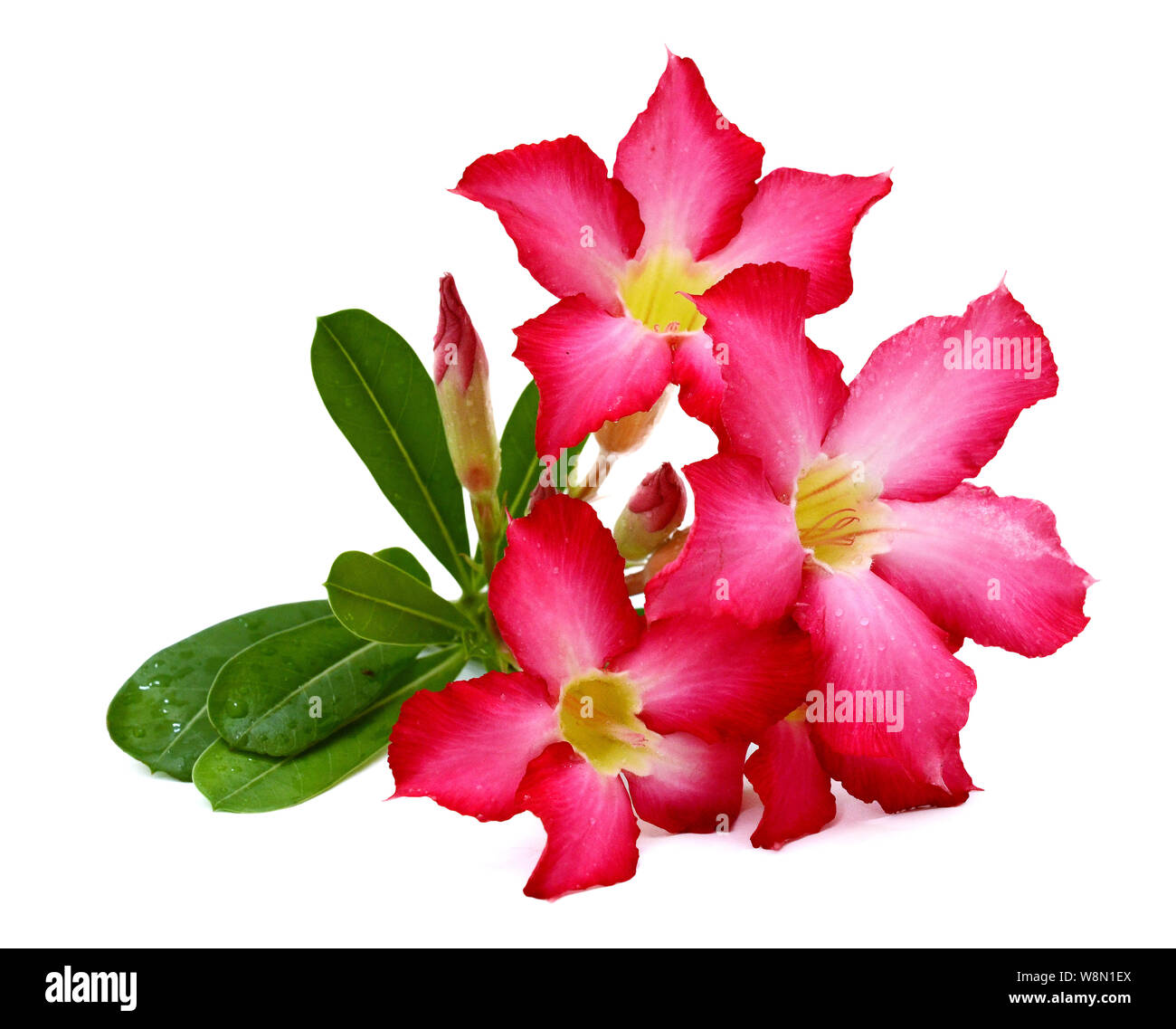 Desert rose isolated on white background Stock Photo Alamy
