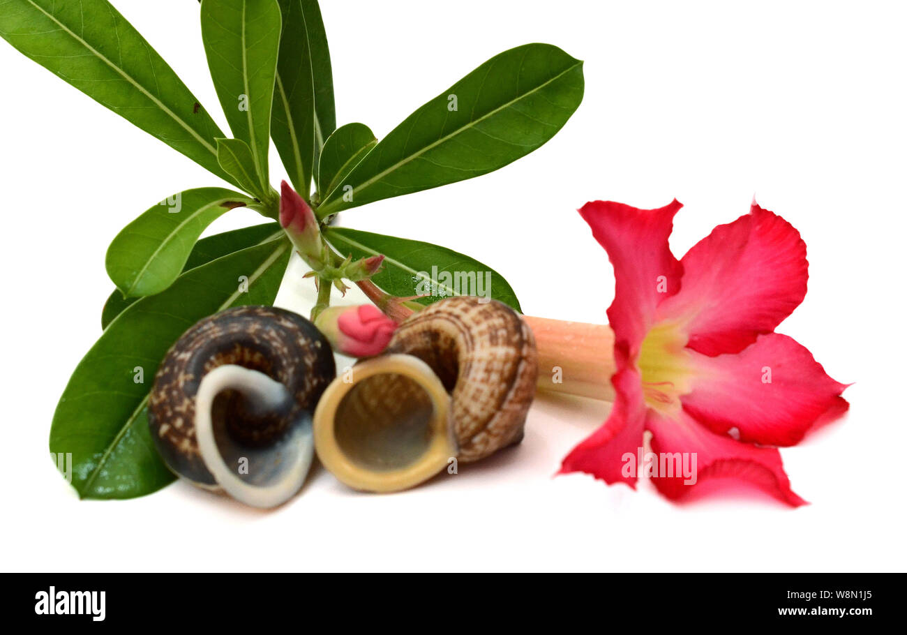 Desert Rose isolated on white background Stock Photo - Alamy
