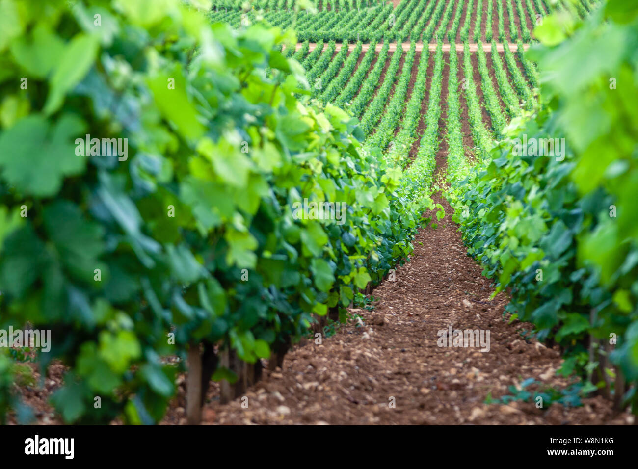 Vineyard soil limestone hi-res stock photography and images - Alamy
