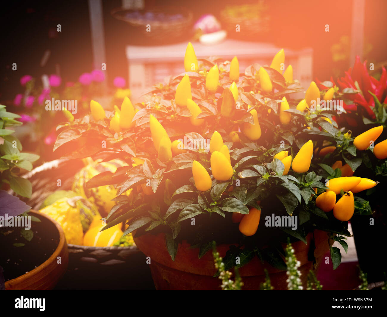 Yellow chili pepper bush Stock Photo Alamy