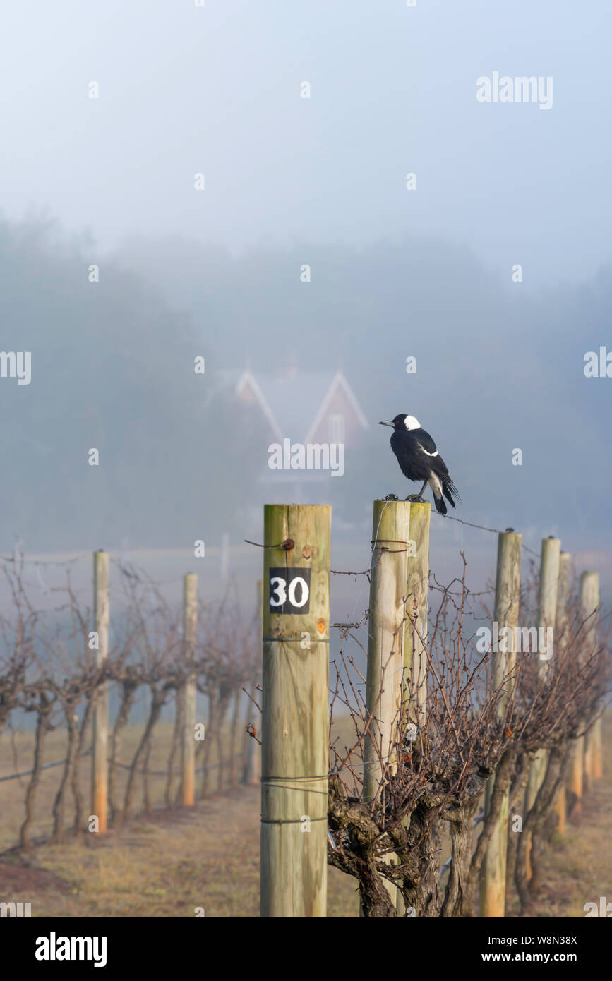 On a foggy winters morning an Australian Magpie (Gymnorhina tibicen) watches from its perch on a vineyard wine trellis in The Hunter Valley, Australia Stock Photo