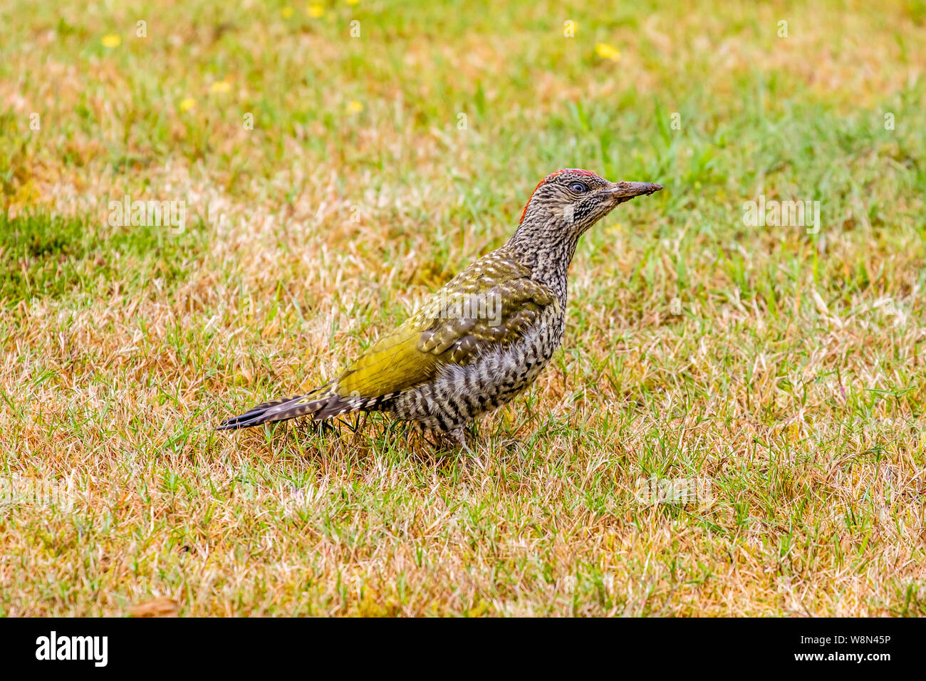 A Juvenile Green Woodpecker eats ants living in a garden mossy lawn