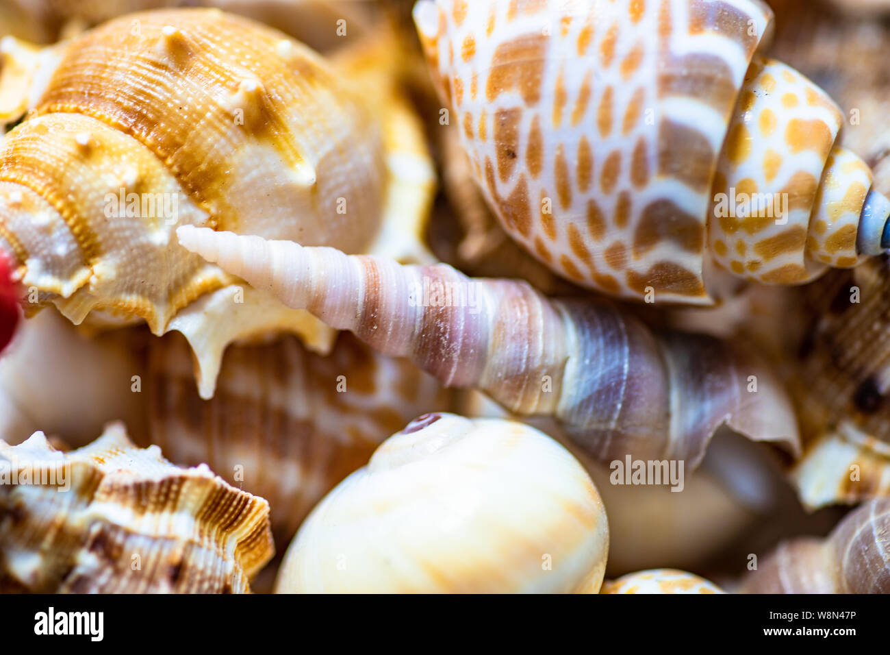 Shell Sone summer concept with wooden box full of sea shells on stone background ...