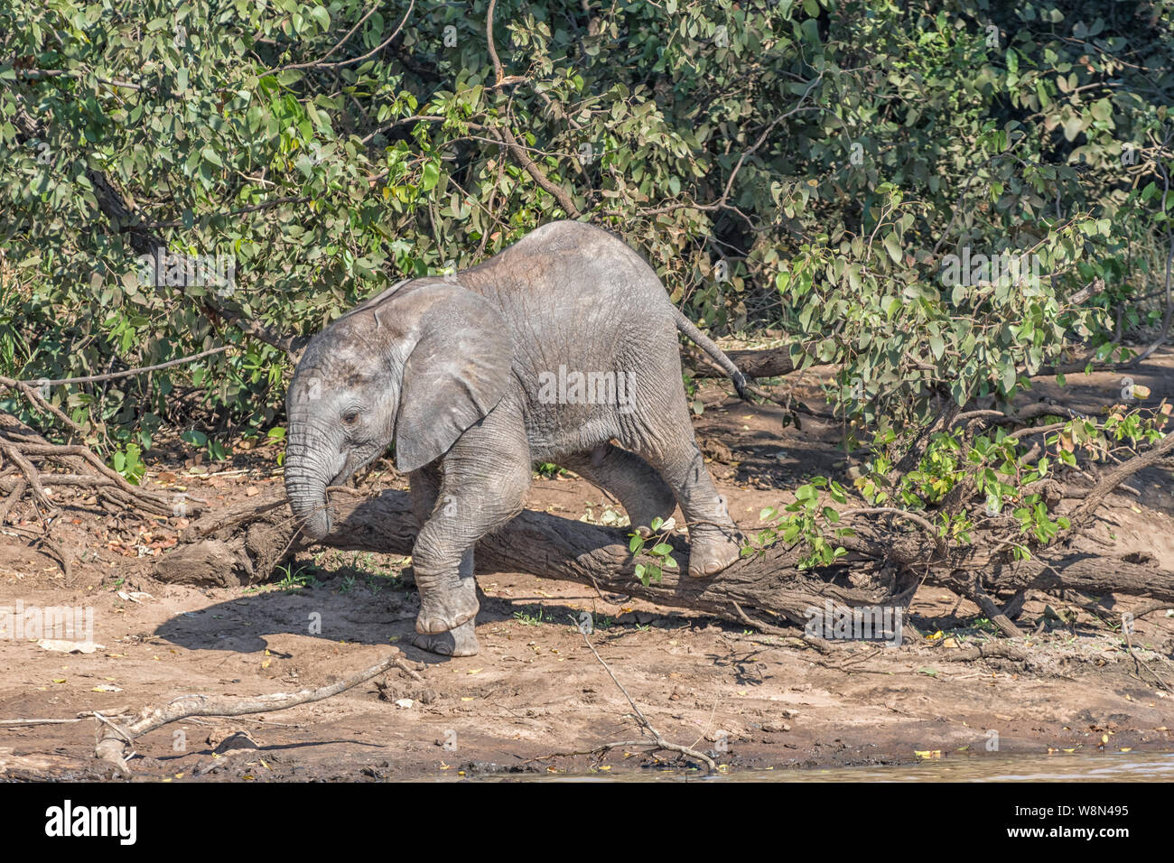 A small male African Elephant calf climbing over a tree stump holding a ...
