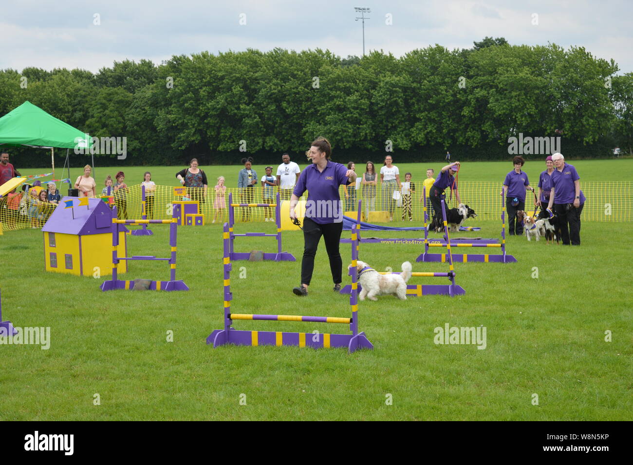dog competition trained dog racing and jumping and playing champion dogs with their teacher