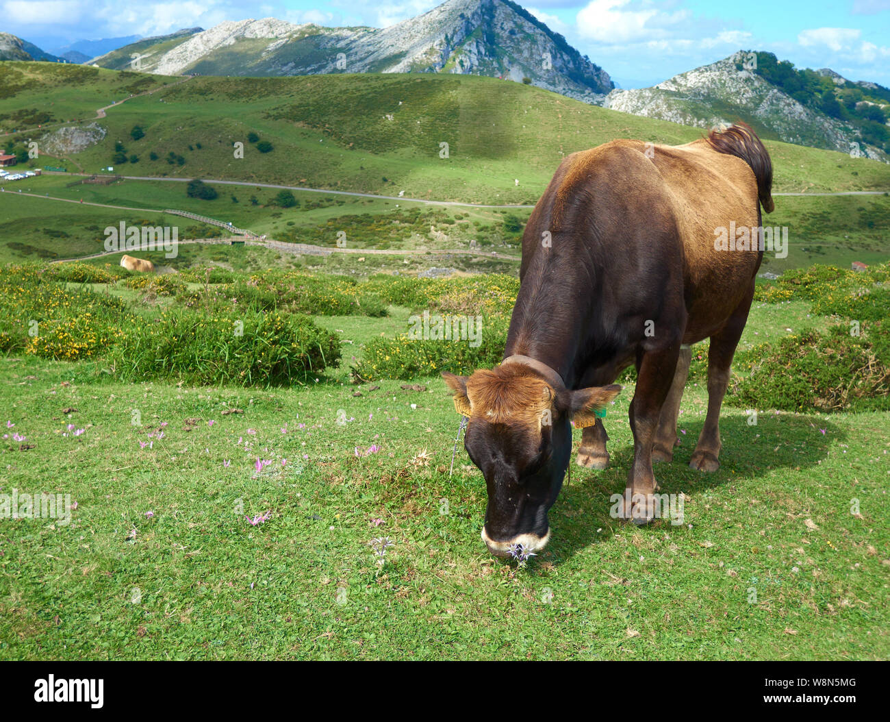Cow eating grass on a paradisiac place Stock Photo Alamy