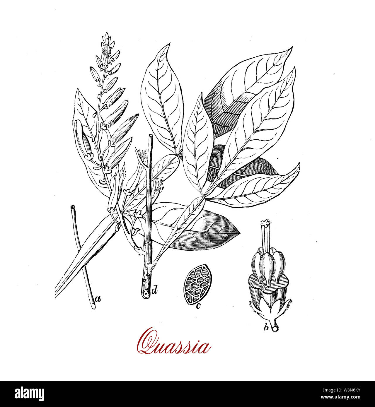 Vintage illustration of quassia, shrub with bright red flowers used as insecticide, in traditional medicine and as additive in the food industry for its bitter taste. Stock Photo