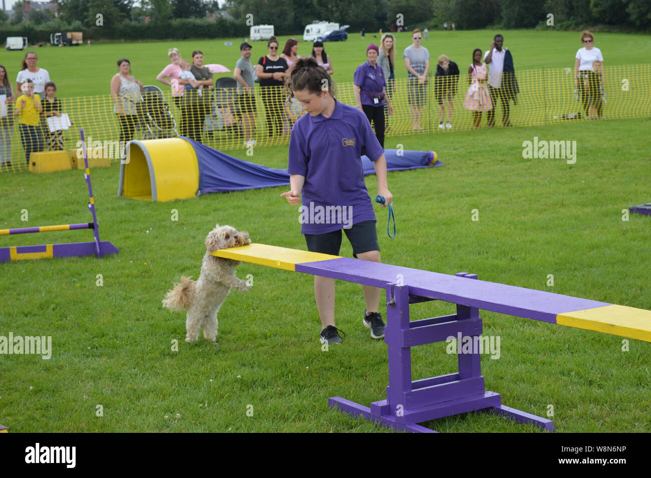 dog competition trained dog racing and jumping and playing champion