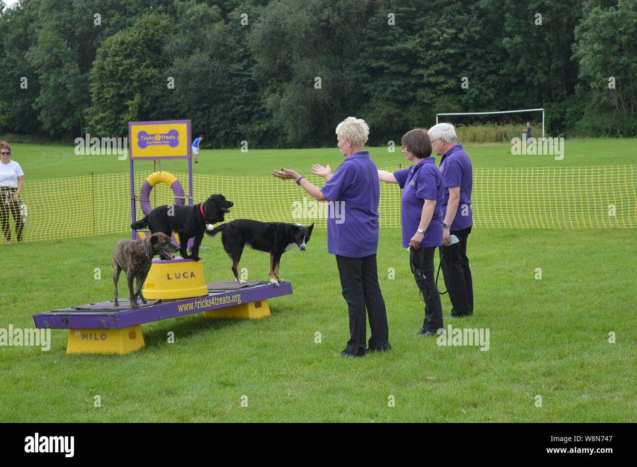 dog competition trained dog racing and jumping and playing champion